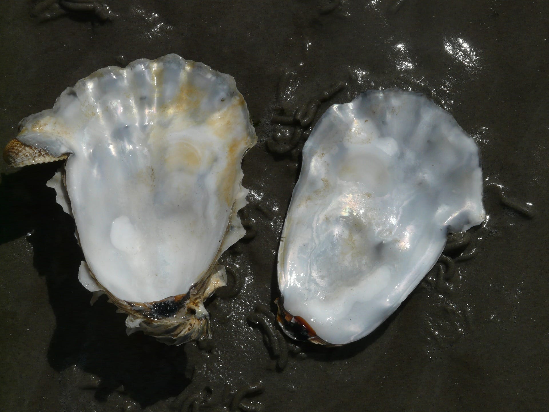 oyster-57650_1920